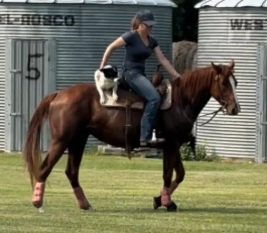 PEPPERS QUEEN CHERI 2021 AQHA CHESTNUT MARE
