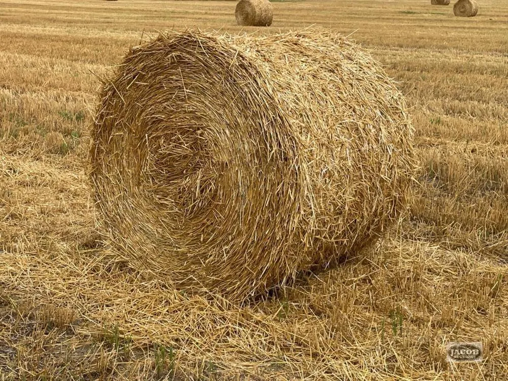 Wrapped fall wheat 4x4 round straw bales x20
