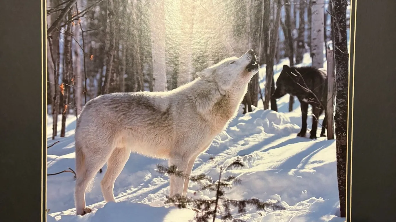White & Black Wolves in Winter Photographic Print