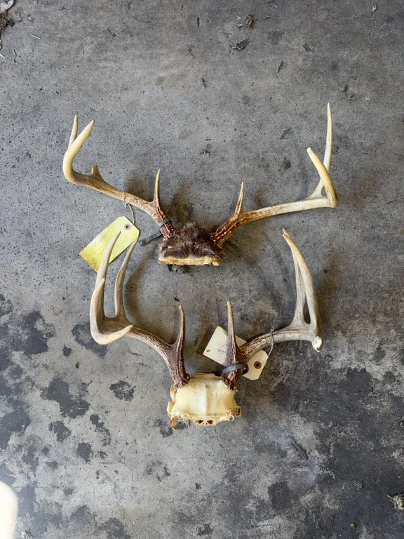 deer antlers