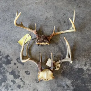 deer antlers