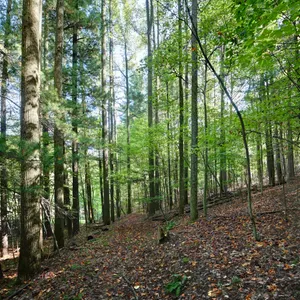 Parcel 2: 36.8 Acres