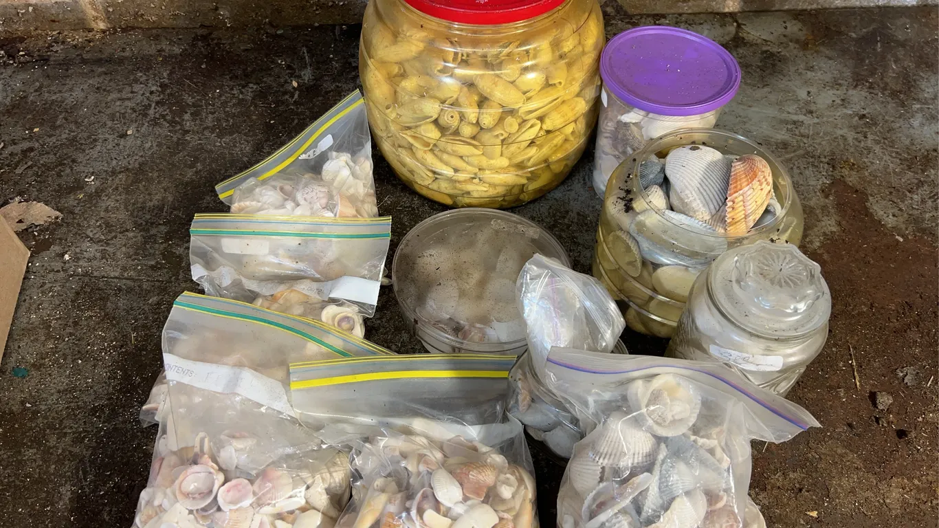 Large lot of seashells