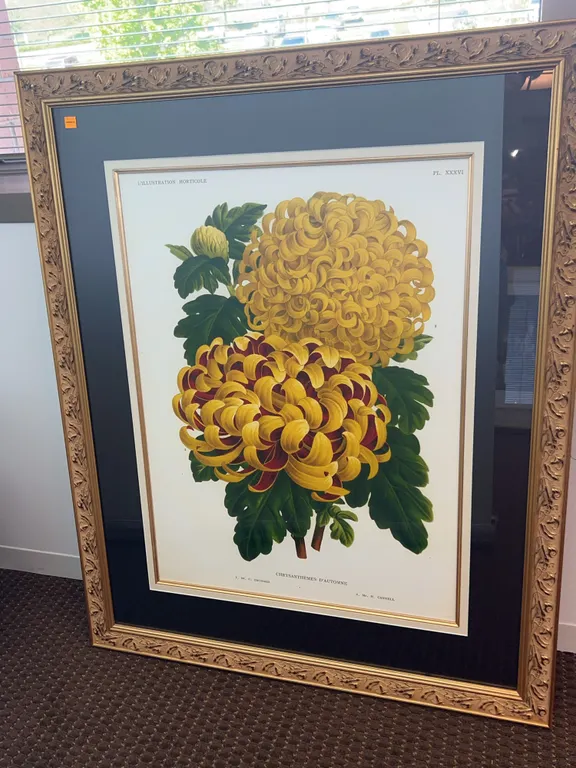 “ Chrysanthemes D’Automne” by C. Orchard and H. Cannelloni