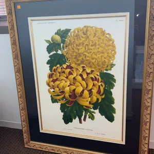 “ Chrysanthemes D’Automne” by C. Orchard and H. Cannelloni