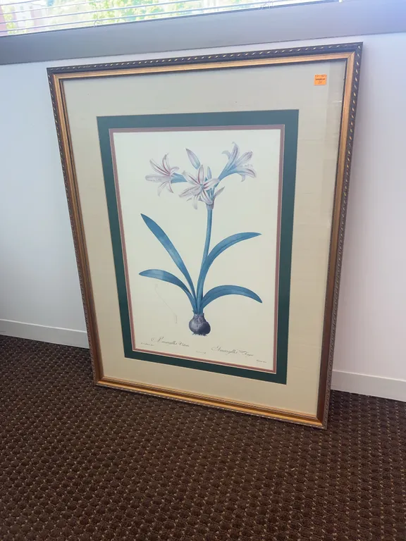 “ Amaryllis Vittata-Amaryllis Rayee” Framed Art by P.J. Redoute