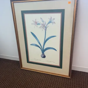 “ Amaryllis Vittata-Amaryllis Rayee” Framed Art by P.J. Redoute