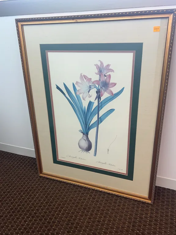 Amaryllis Belladonne Framed Print by P.
