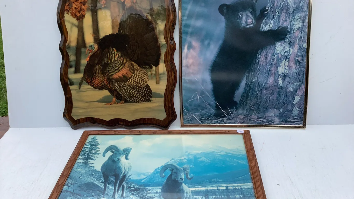 3 Wildlife Pictures