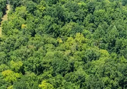 Parcel 3 - 6.8 Mostly Wooded Acres w/ 362’ Road Frontage – Shared easement