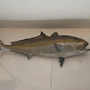 VINTAGE AMBERJACK FISH TAXIDERMY MOUNT 56" LONG