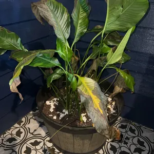 Potted Plant