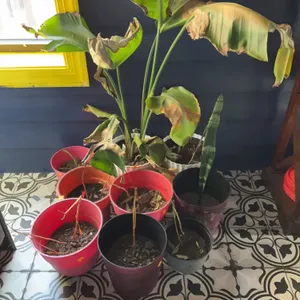 Assortment of Potted Plants