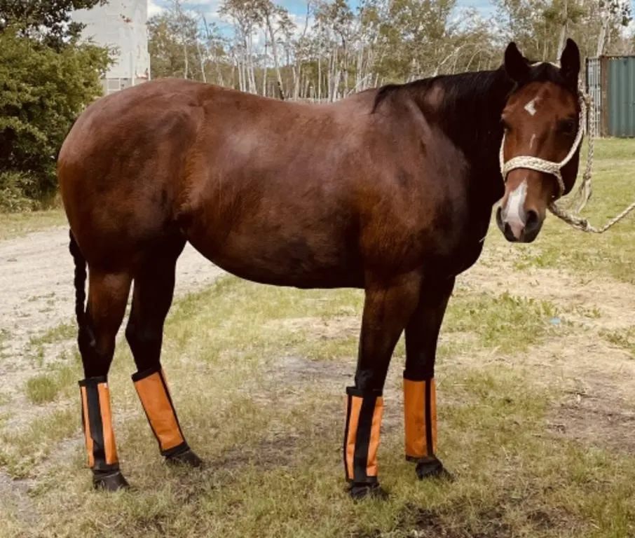 FOREVER WESTERN 2017 AQHA BAY MARE