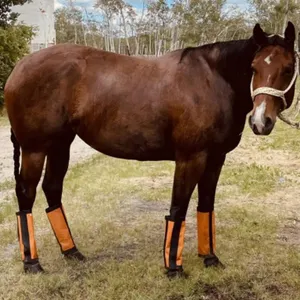 FOREVER WESTERN 2017 AQHA BAY MARE