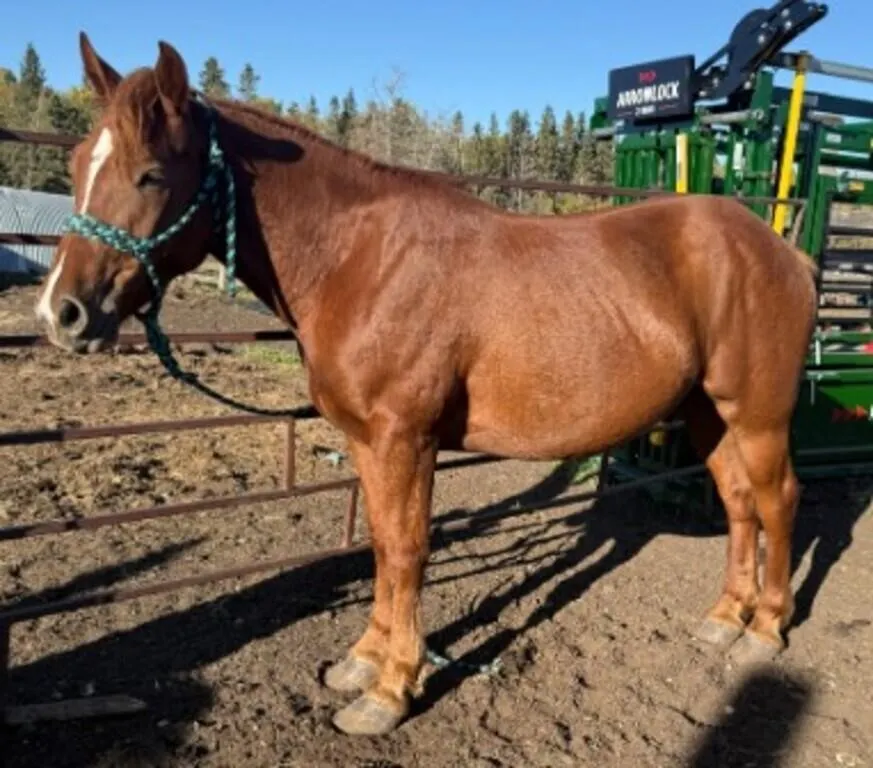 BAM BAM 2023 GRADE SORREL GELDING
