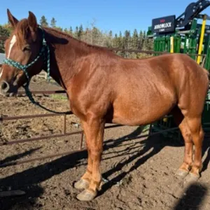 BAM BAM 2023 GRADE SORREL GELDING