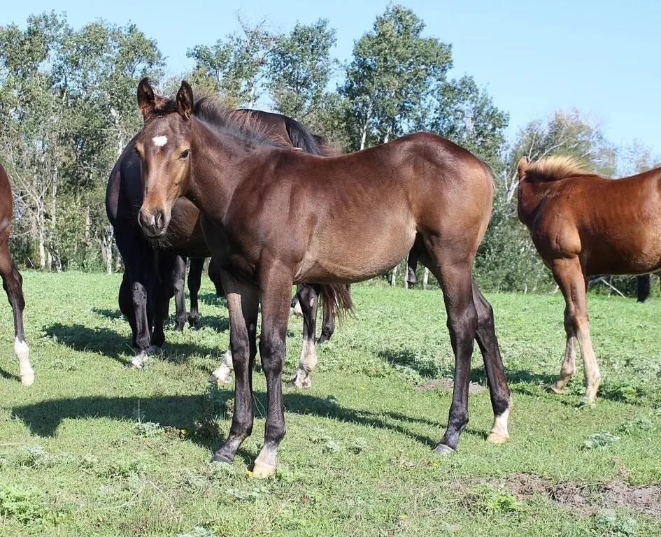 DACS FIRES BUG 2026 AQHA BAY STUD COLT