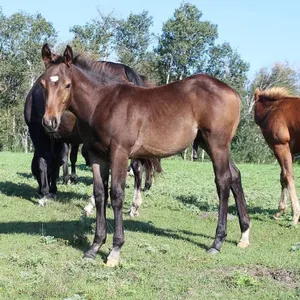 DACS FIRES BUG 2026 AQHA BAY STUD COLT