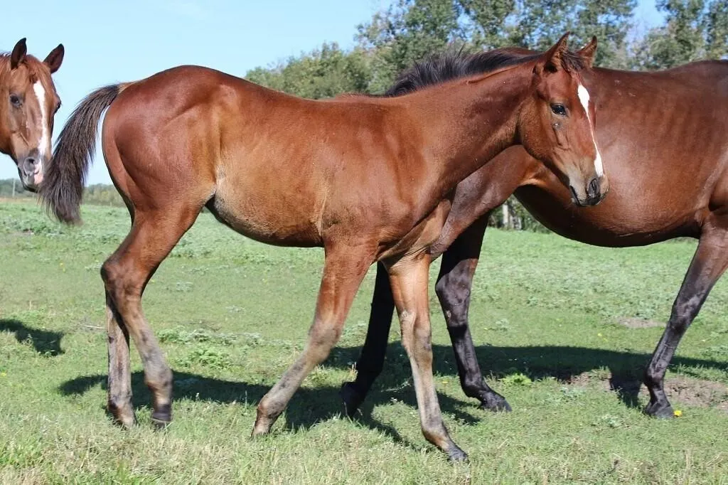 DACS READY TO MERRI 2026 AQHA BAY STUD COLT