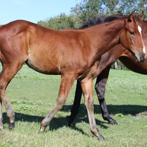DACS READY TO MERRI 2026 AQHA BAY STUD COLT