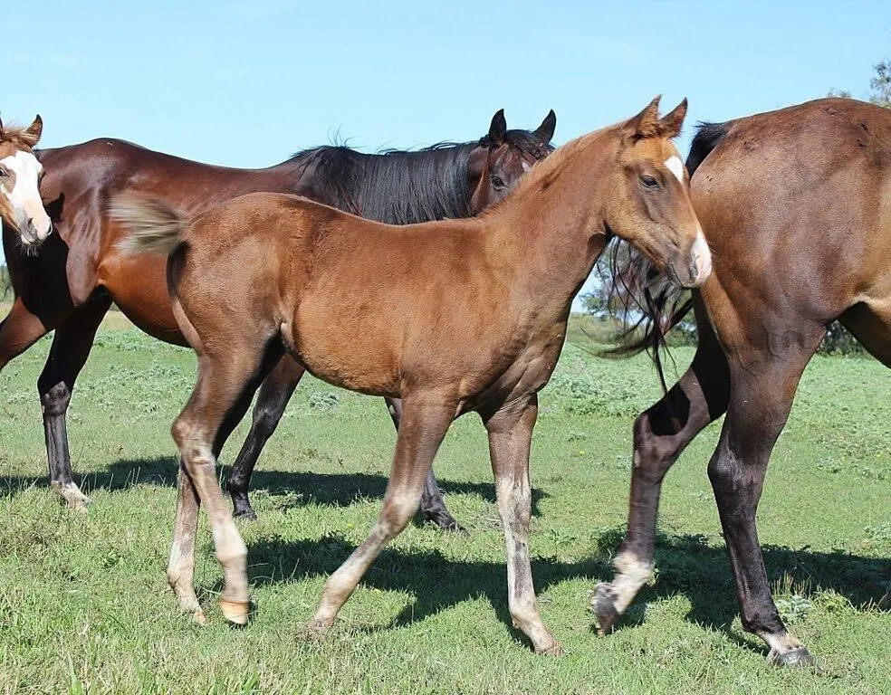 DACS HOT KITTY 2026 AQHA CHESTNUT FILLY