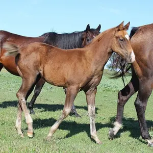 DACS HOT KITTY 2026 AQHA CHESTNUT FILLY
