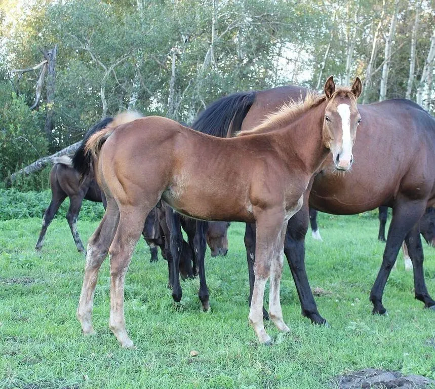 DACS ARSONIST 2026 AQHA SORREL STUD COLT
