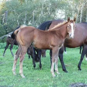 DACS ARSONIST 2026 AQHA SORREL STUD COLT