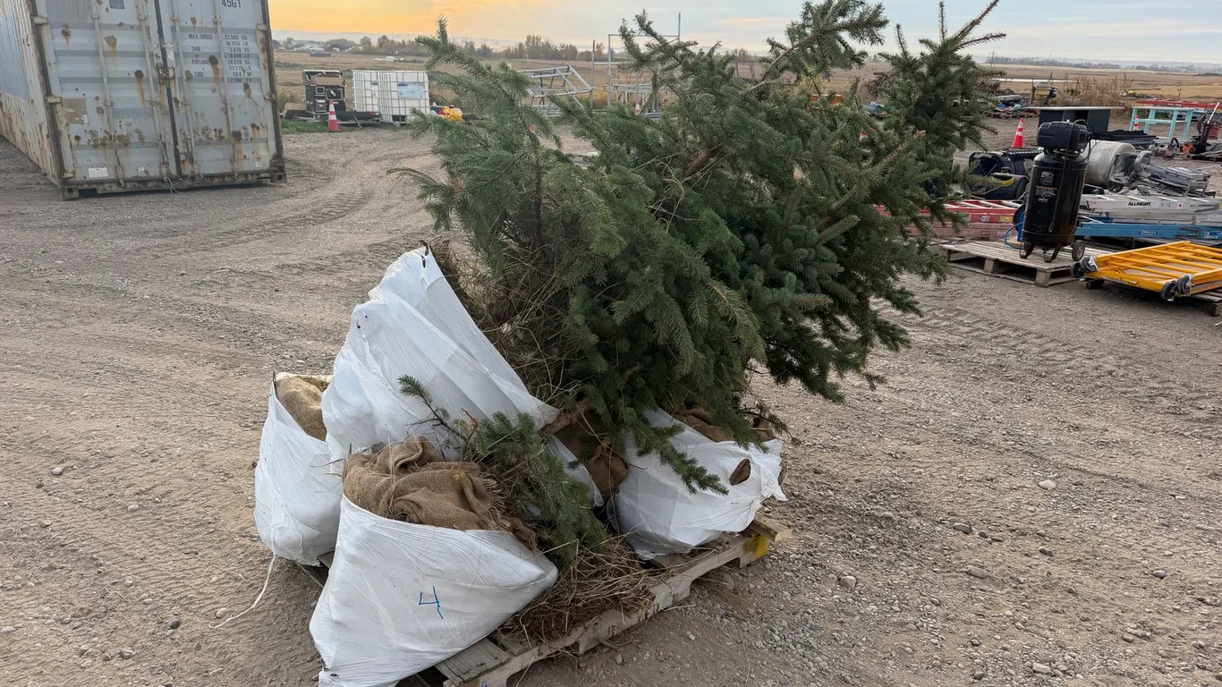 (6) 5' Colorado Spruce