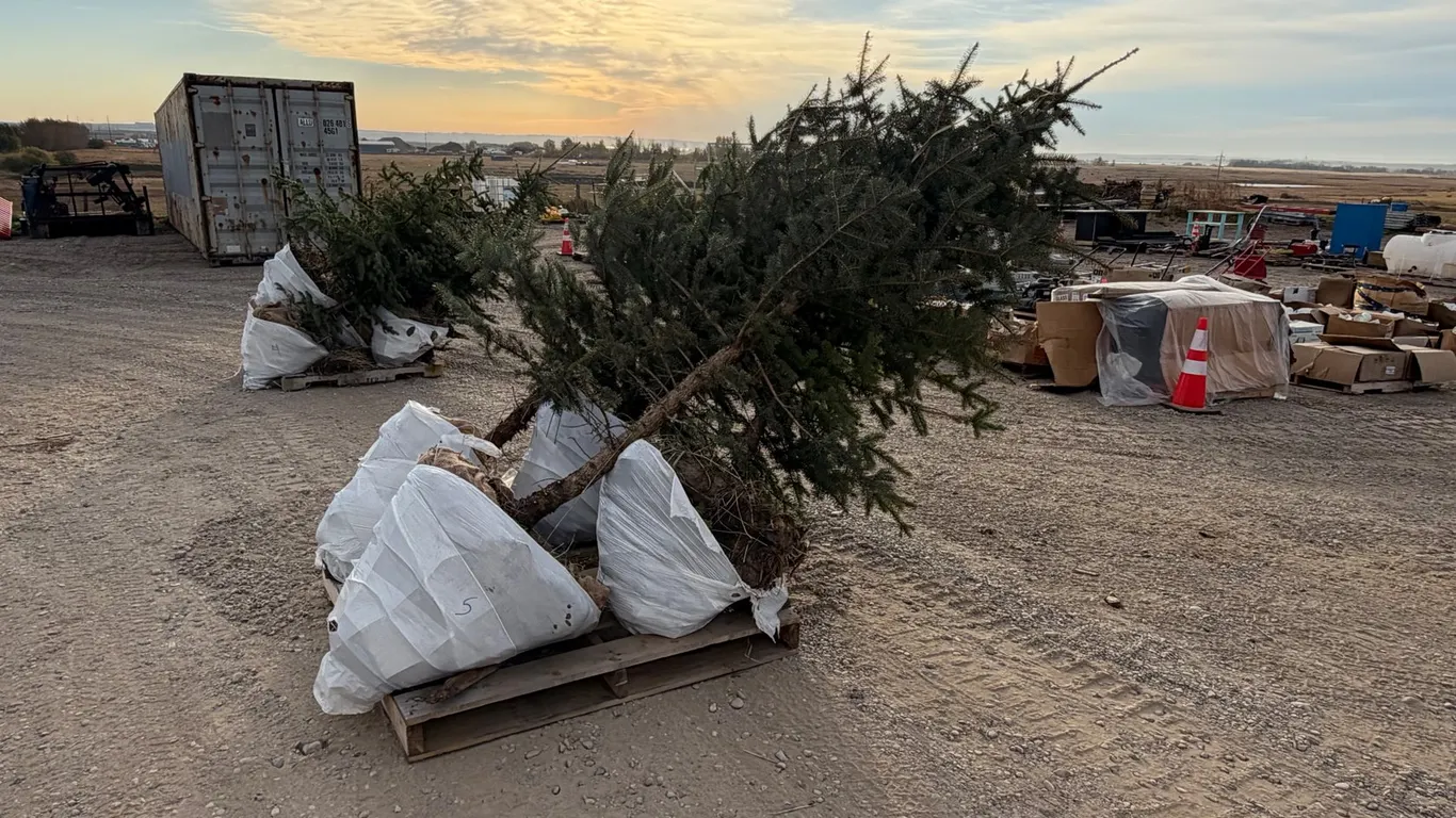 (4) 8' Colorado Spruce