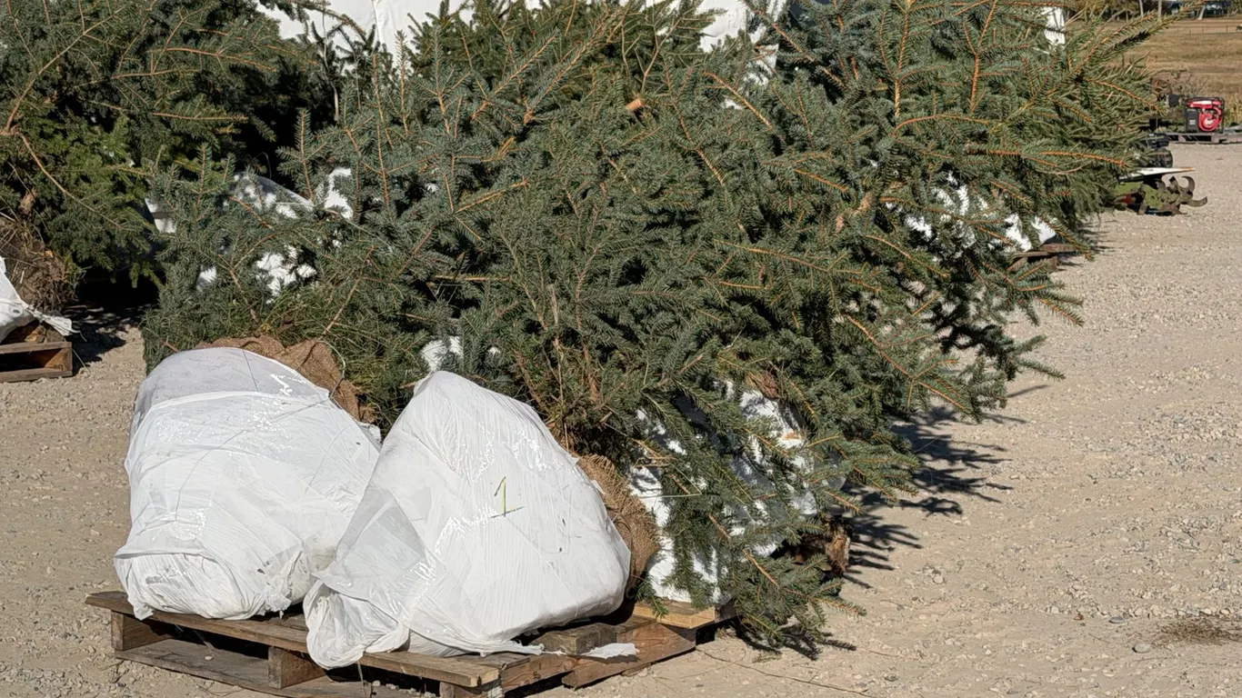 (4) 6' Colorado Spruce