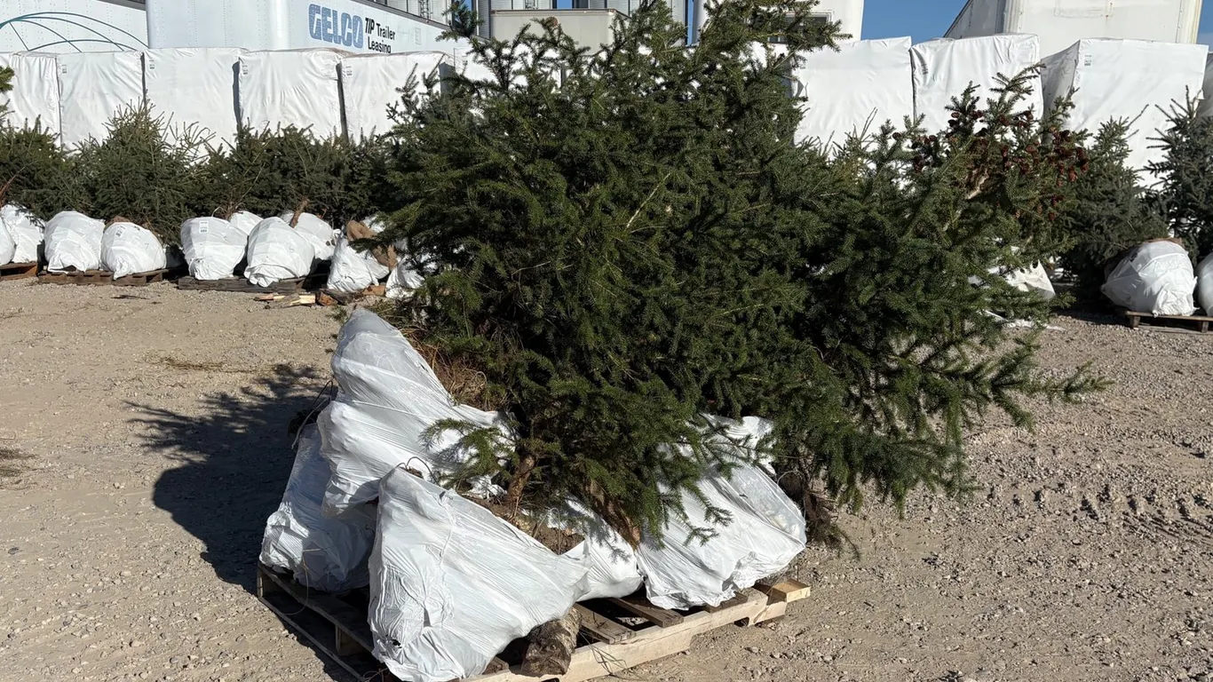 (6) 5' White Spruce