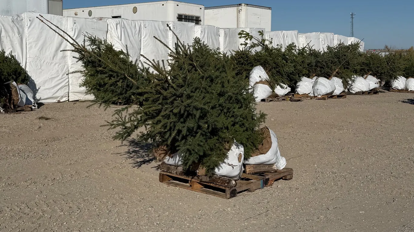 (6) 5' White Spruce