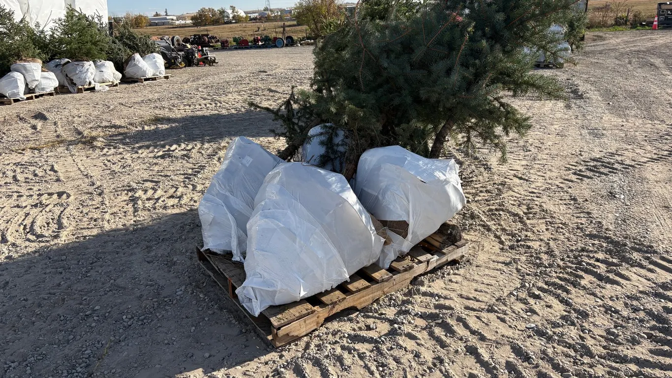 (4) 6' Colorado Spruce