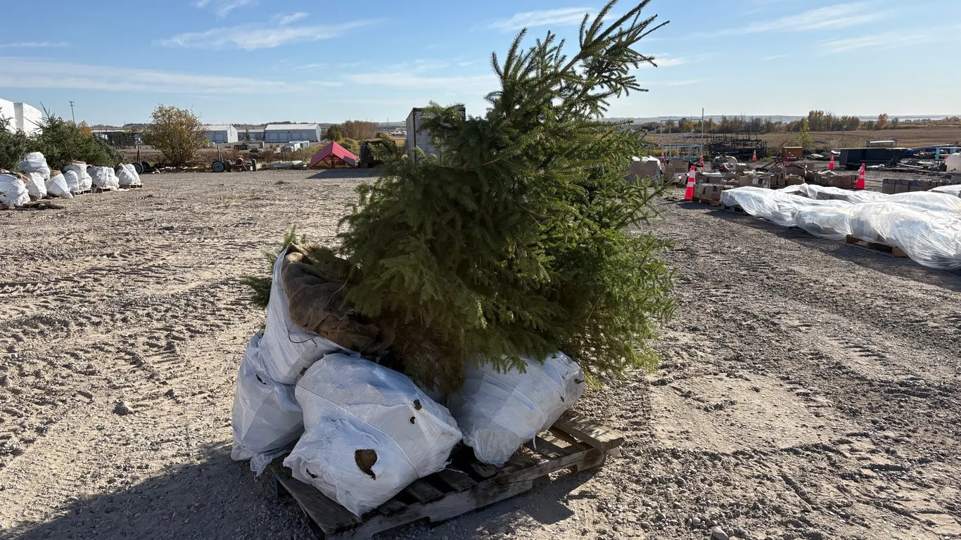 (6) 5' White Spruce