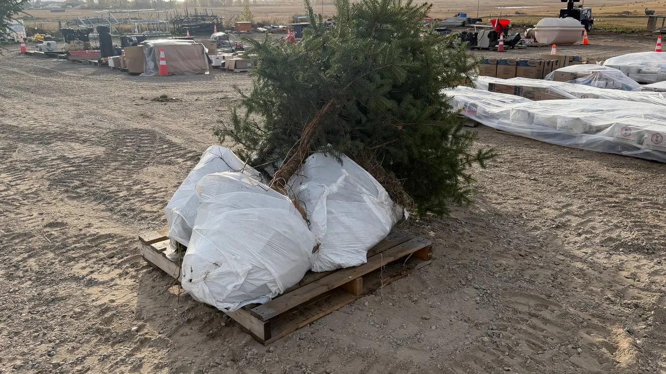 (4) 7' Colorado Spruce