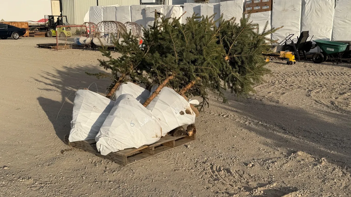 (4) 7' Colorado Spruce