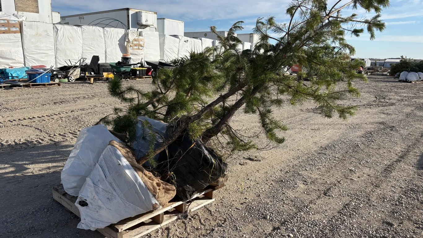 (4) 7' Scotch Pine