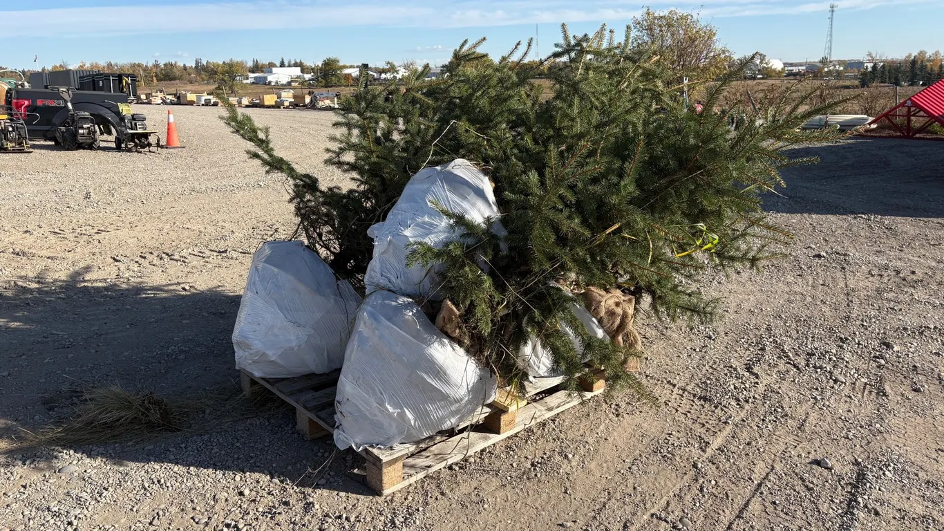 (6) 5' Colorado Spruce