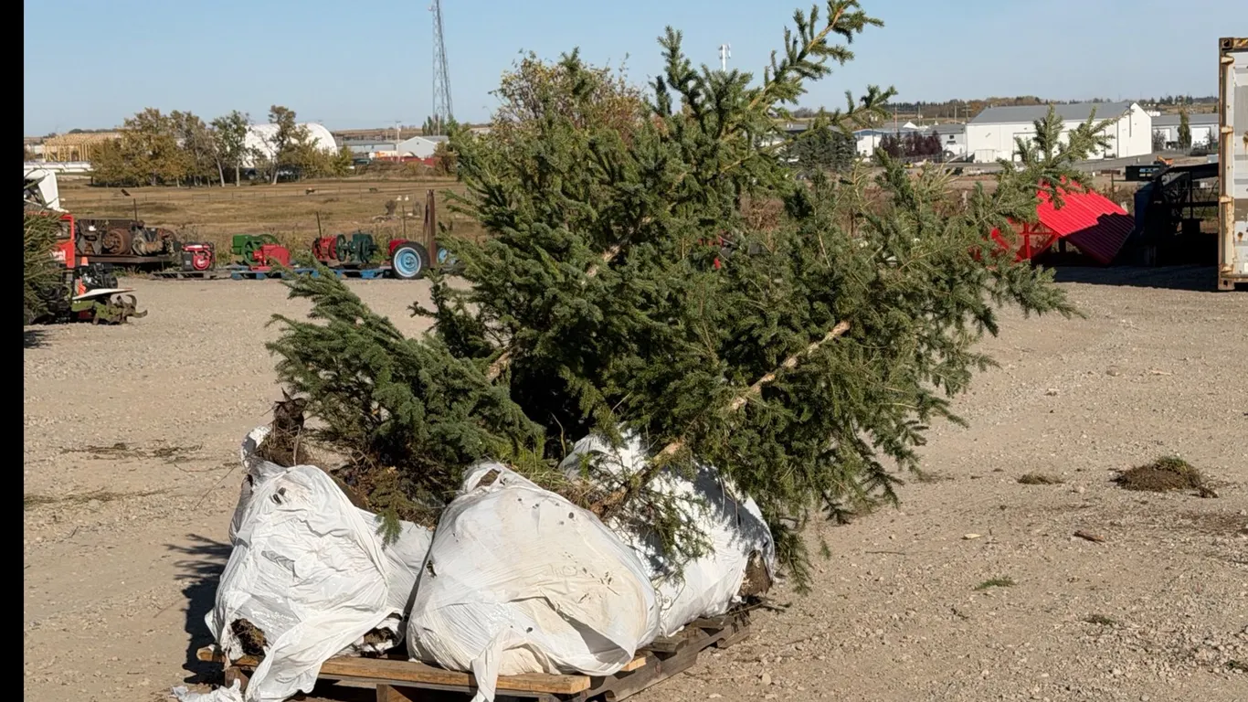 (4) 7' White Spruce