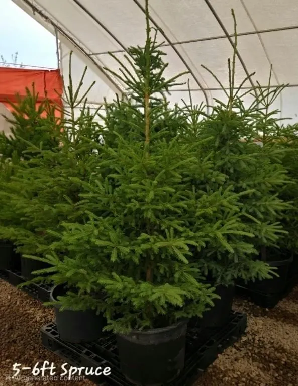 5 X White Spruce Tree 5'-6' Trees in Pots **EACH*