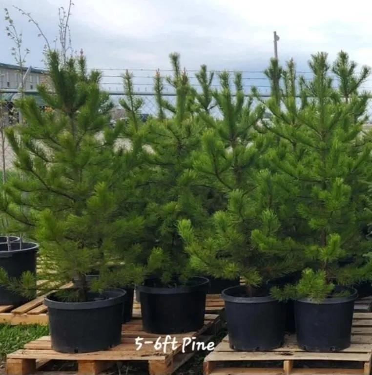 5 X Lodge Pole Pine Tree 5'-6' Trees in Pots **EAC