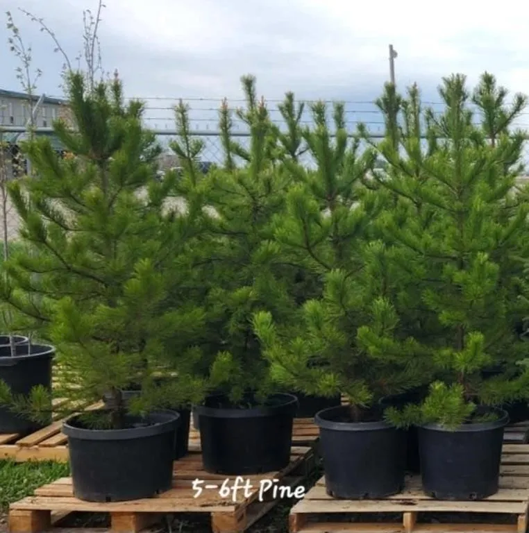 5 X Lodge Pole Pine Tree 5'-6' Trees in Pots **EAC