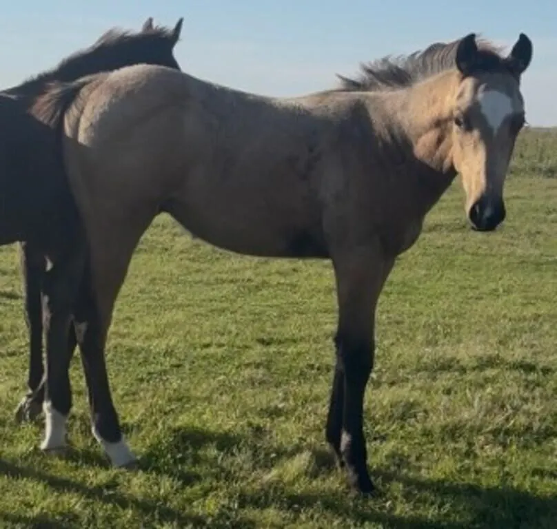 FAL CORONA GUY 2026 AQHA BUCKSKIN STUD COLT