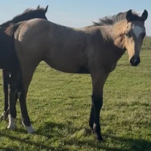FAL CORONA GUY 2026 AQHA BUCKSKIN STUD COLT