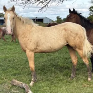 JD WEARS THE WHISKEY 2026 AQHA PALOMINO GELDING