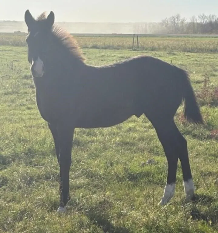 FAL SMARTDRESSEDGUY 2026 AQHA BLACK STUD COLT