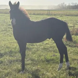 FAL SMARTDRESSEDGUY 2026 AQHA BLACK STUD COLT