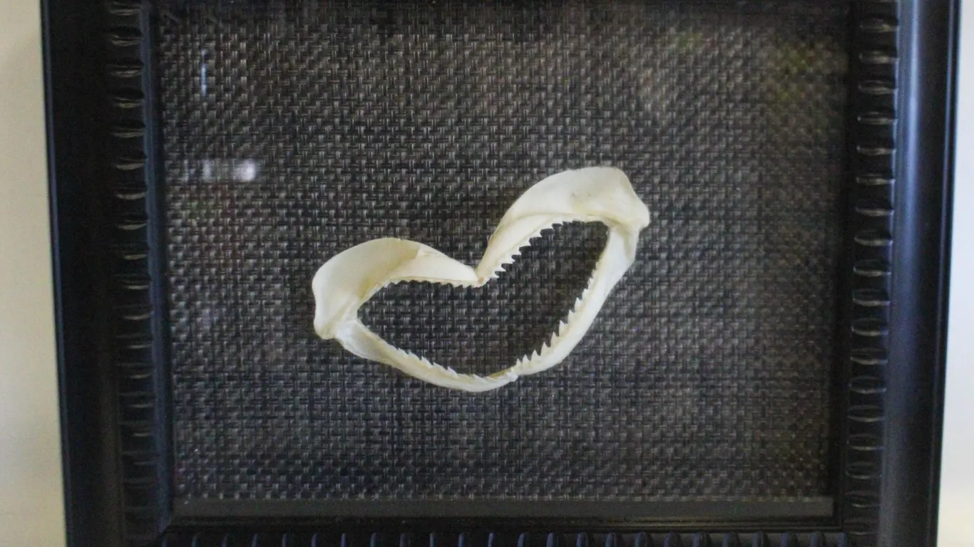 SHADOWBOX FRAMED SHARK TEETH